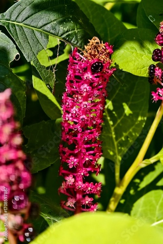 close up of phytolacca americana