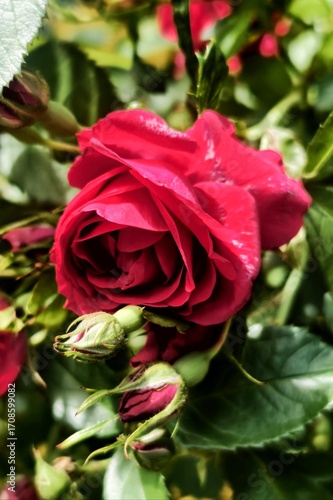 rose in the garden
