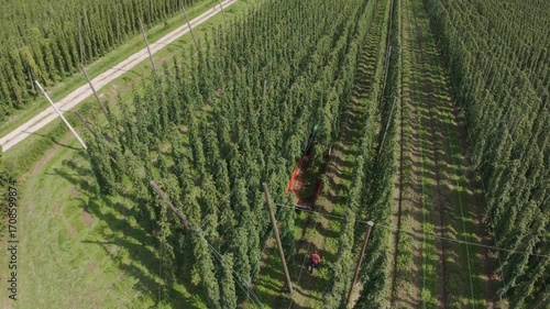 Bavarian Farmers Hop Field work with truck view from drone view