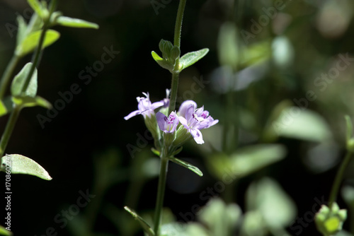 Blossoms of a slender mint, Mentha diemenica
