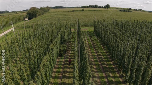 Bavarian Farmers Hop Field work with truck view from drone view