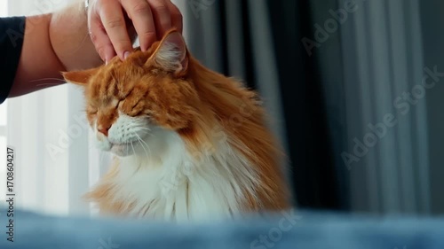Majestic ginger longhaired cat basking by soft window light and savoring gentle forehead scratches, showcasing fluffy mane, serene expression, and cozy home vibes across two moments
