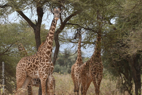 Photography Graceful giraffes dining on acacia leaves in savanna