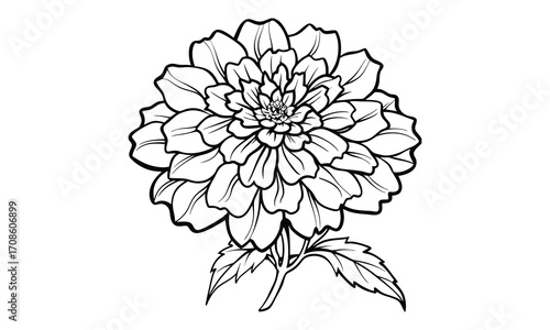 Marigold, kids line art doodle pattern design t shirt silhouette and vector, intricate line art design, relaxing printable, high-quality illustration for stress relief, art therapy activity.