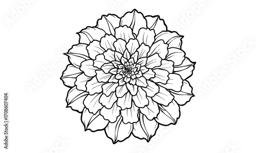Marigold, kids line art doodle pattern design t shirt silhouette and vector, intricate line art design, relaxing printable, high-quality illustration for stress relief, art therapy activity.