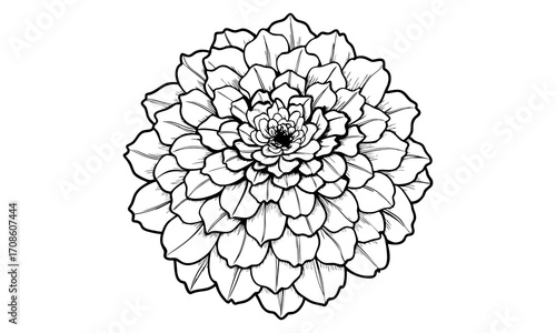 Marigold, kids line art doodle pattern design t shirt silhouette and vector, intricate line art design, relaxing printable, high-quality illustration for stress relief, art therapy activity.