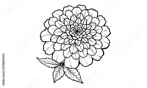 Marigold, kids line art doodle pattern design t shirt silhouette and vector, intricate line art design, relaxing printable, high-quality illustration for stress relief, art therapy activity.