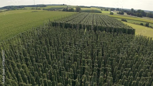 Bavarian Farmers Hop Field work with truck view from drone view