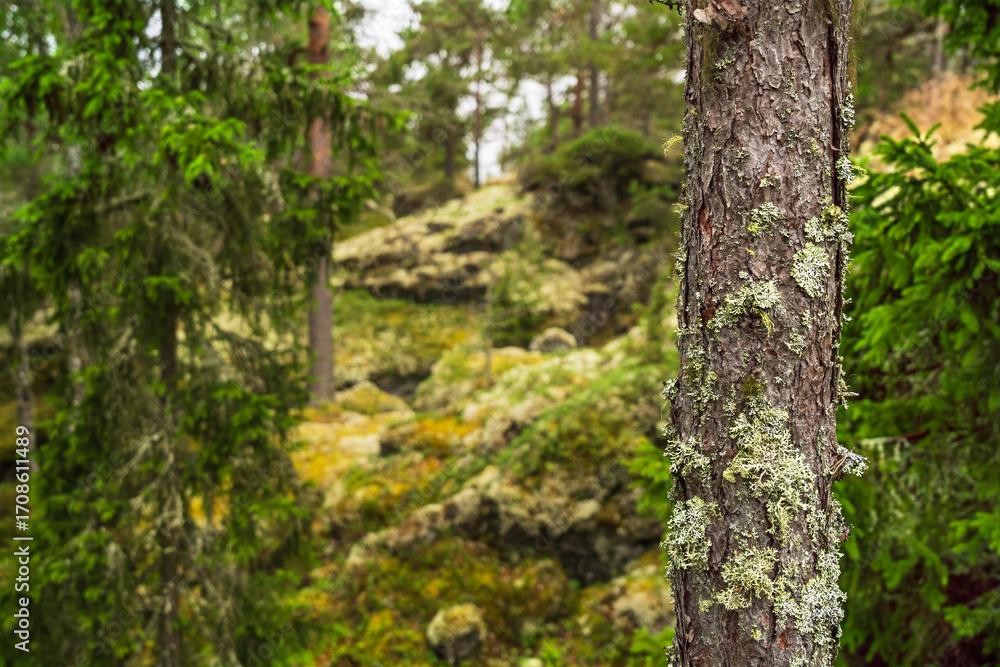 Naklejka premium Lichen thriving on the bark of a pine tree in a vibrant Swedish forest, highlighting the intricate beauty and rich textures of northern European nature and its serene ecosystem