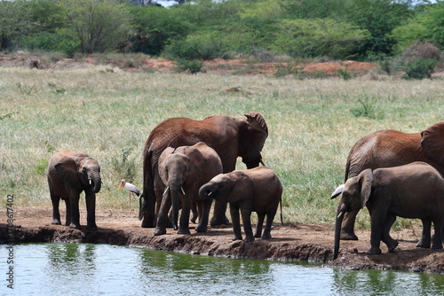 Photography Herd of elephants drinking from watering hole in savanna
