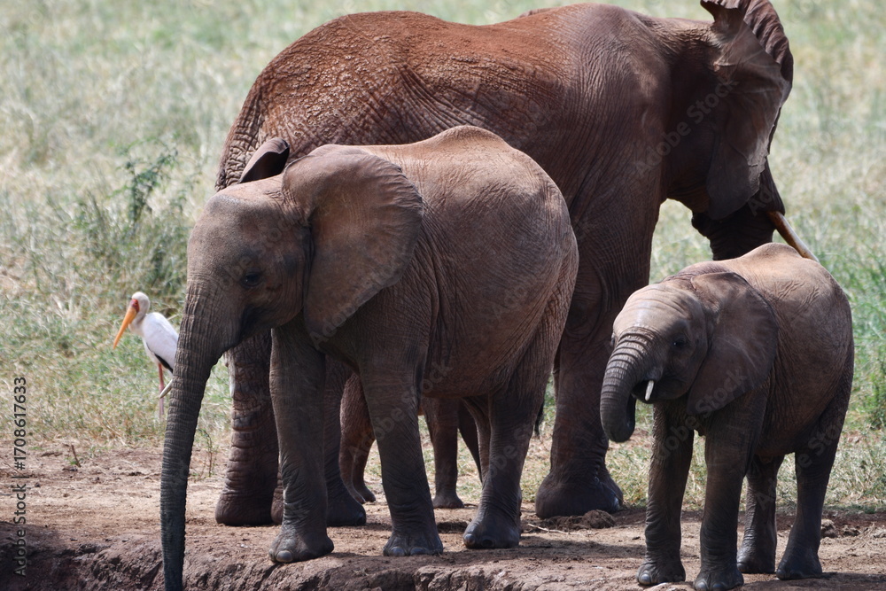 Fototapeta premium Family of elephants with baby and stork in African savanna