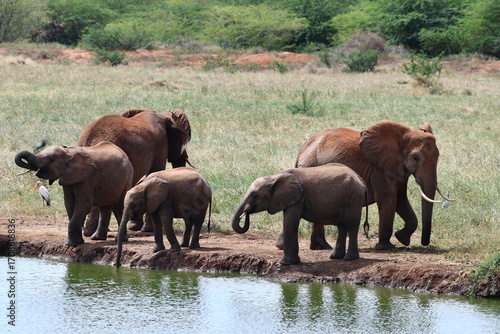 Photography Herd of elephants drinking at watering hole in savanna