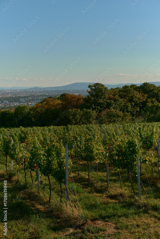 Naklejka premium Vertical view of vineyard-covered hills under a bright blue sky, with sunlit grape rows and distant views of Vienna, creating a vibrant, serene, and picturesque landscape scene.