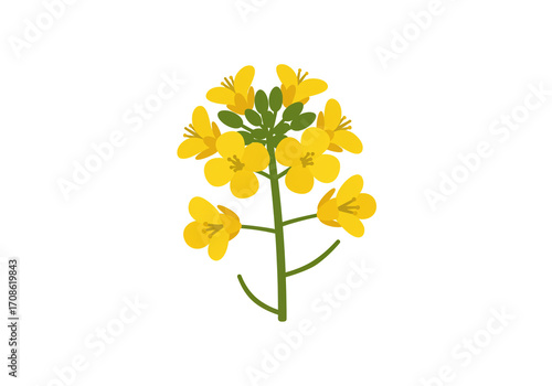 Vibrant yellow canola flower blooming beautifully, symbolizing spring and agriculture
