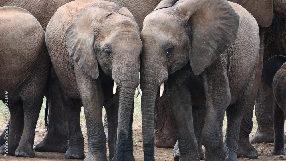 Fototapeta premium Gentle elephants nuzzle together in a tender family moment