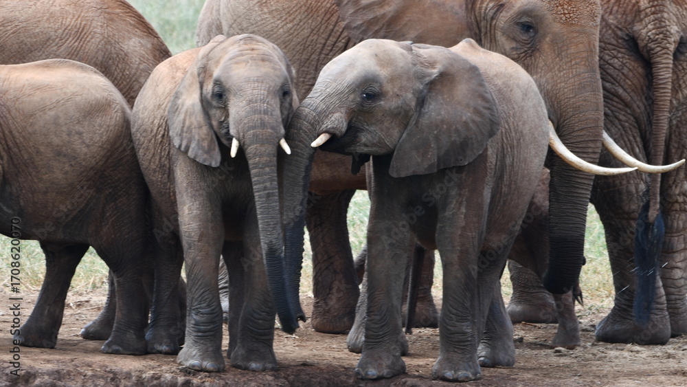 Fototapeta premium Majestic elephants gather in natural habitat, a powerful sight