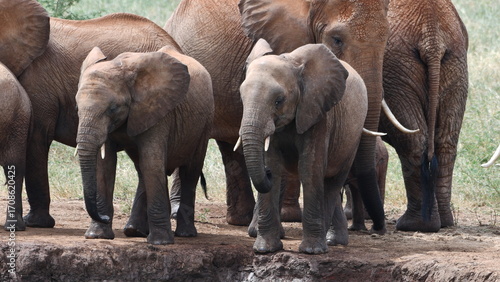 Canvas Print Majestic elephants gather by watering hole, natural wildlife