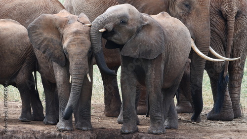 Canvas Print Majestic elephants gathered in their natural habitat