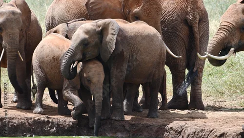 Obraz Majestic elephant family gathers near water in savanna