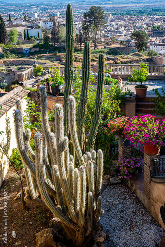 Andalusien, urbane Flora