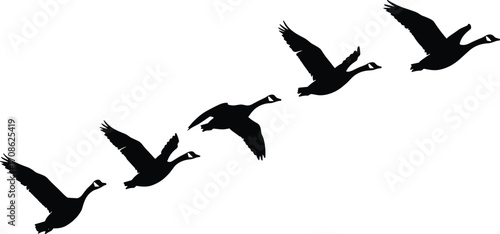 Silhouette illustration of flying geese in formation, symbolizing wildlife migration, teamwork, freedom,Silhouette illustration of flying geese in 