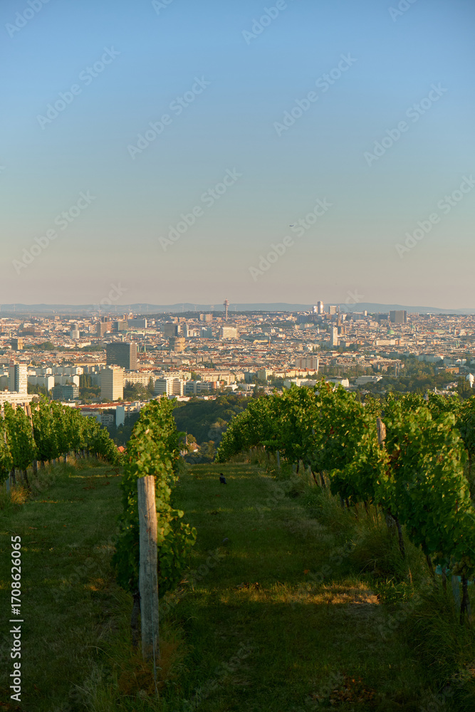 Fototapeta premium Neat rows of vineyard vines with green grass between, a crow flying above, and sunlit Vienna at the foot of the hills, capturing a serene, vibrant, and picturesque harvest season atmosphere.