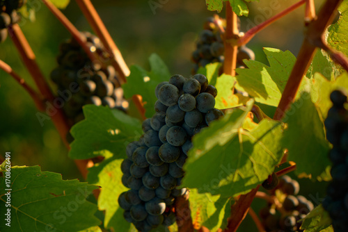 Horizontal close-up of red grape vines with lush leaves, bathed in warm golden sunset light, capturing vibrant harvest colors, textures, and the serene, picturesque atmosphere of the vineyard.