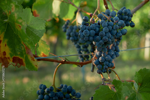 Wallpaper Mural Horizontal close-up of large red grape clusters on the vine, with one edge leaf yellowed and dried, bathed in sunlight, capturing vibrant textures, colors, and serene harvest vineyard atmosphere. Torontodigital.ca