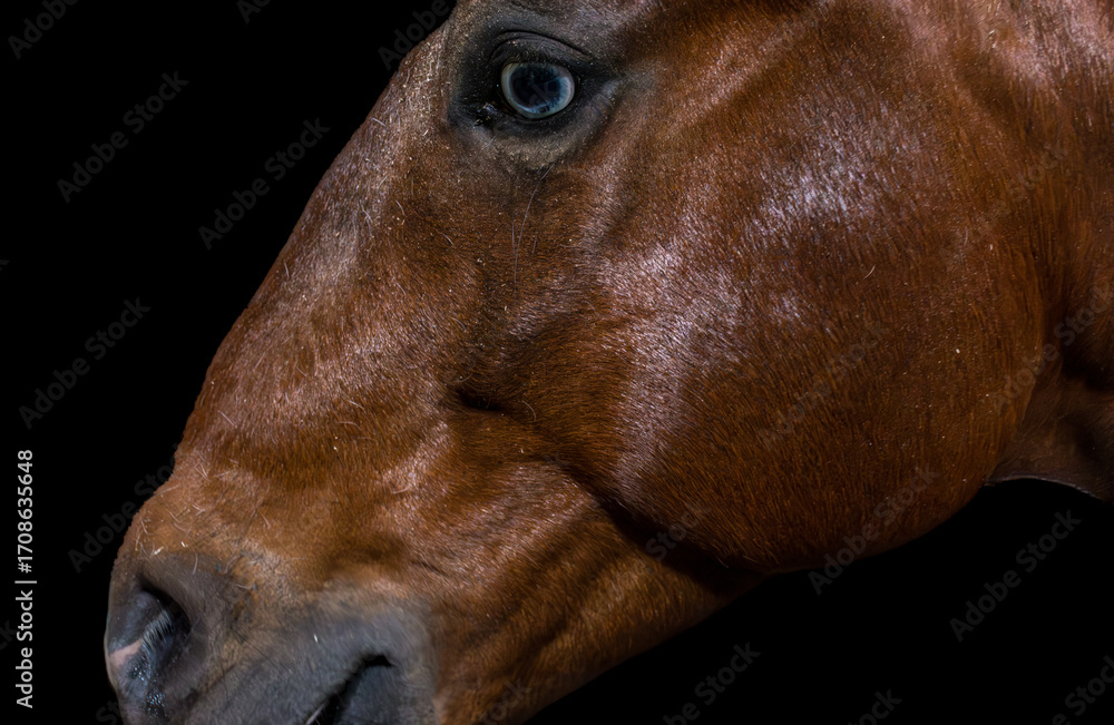 Naklejka premium Horses