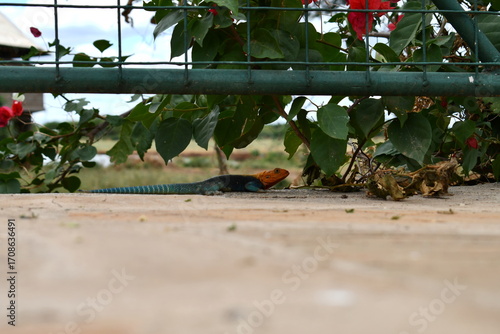 Φωτογραφία Vibrant agama lizard rests near lush green foliage