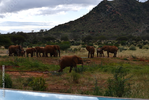 Photography Herd of elephants roam savanna under dramatic cloudy sky