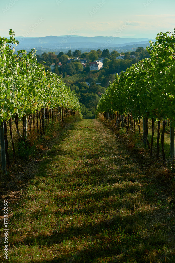 Naklejka premium Vertical view of an alley between vineyard rows, with green-yellow grass covered in shadow stripes, capturing sunlight patterns, textures, and the serene, picturesque vineyard and harvest atmosphere.