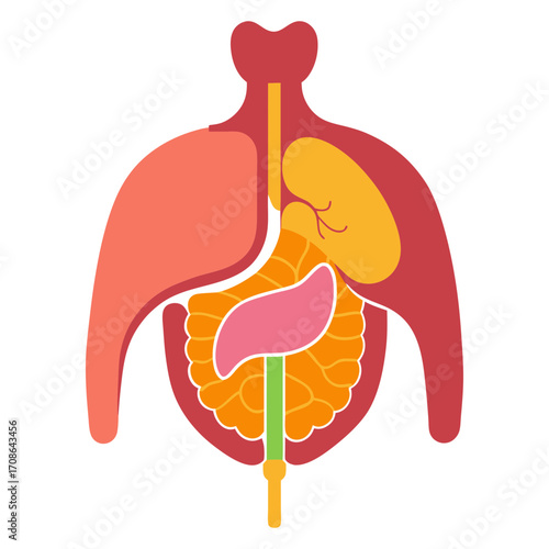Vector art illustration of the internal parts of the human body  liver  esophagus  stomach gallbladde