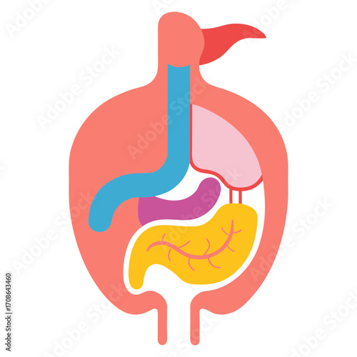 Vector art illustration of the internal parts of the human body  liver  esophagus  stomach gallbladde