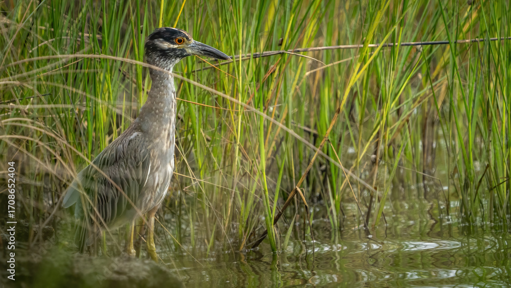 Naklejka premium Yellow Crowned Night heron in the marsh