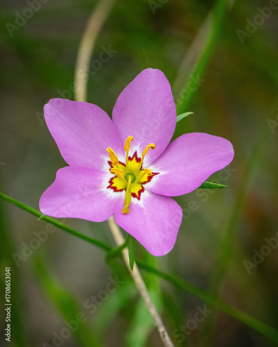 Pink wild flower bloom in the woods
