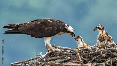 Osprey feeding its young in the nest