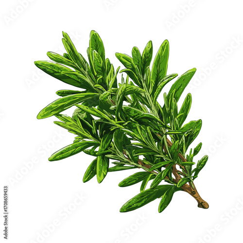 Fresh rosemary sprig with lush green leaves in realistic graphic style on white background, concept of culinary herb and natural seasoning