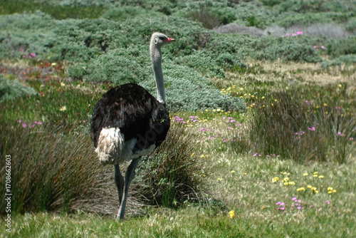 Male Ostrich, Struthio camelus, from South Africa