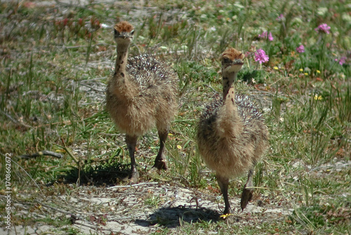 Pair of Ostrich chicks, Struthio camelus, from South Africa