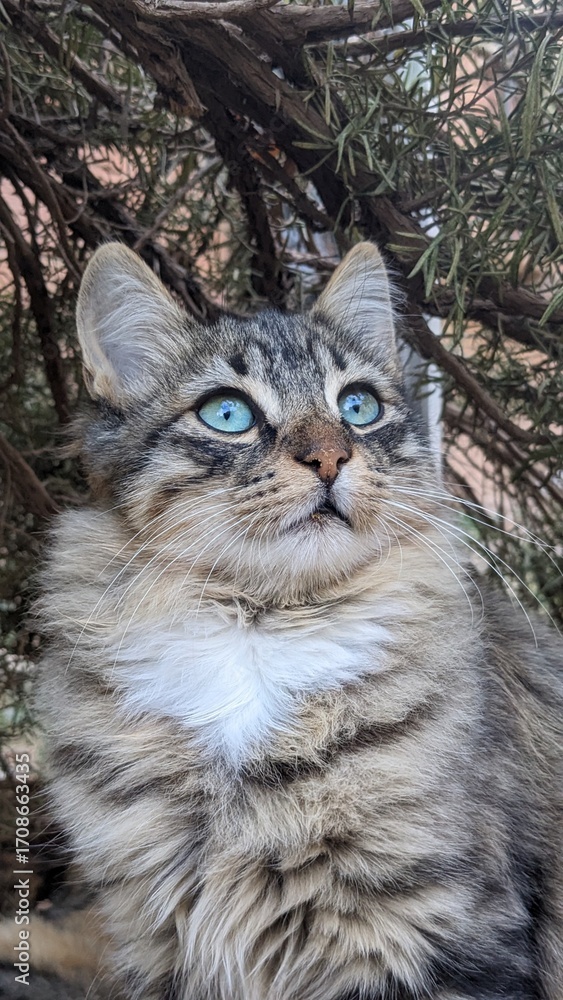 Obraz premium cat in the garden