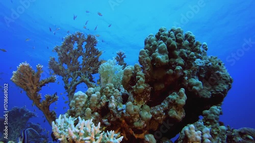 Underwater Tropical Reef Seascape and Diver. Underwater colourful sea fish. Tropical reef marine. Corals tropical life. Coral garden seascape. Blue water background.