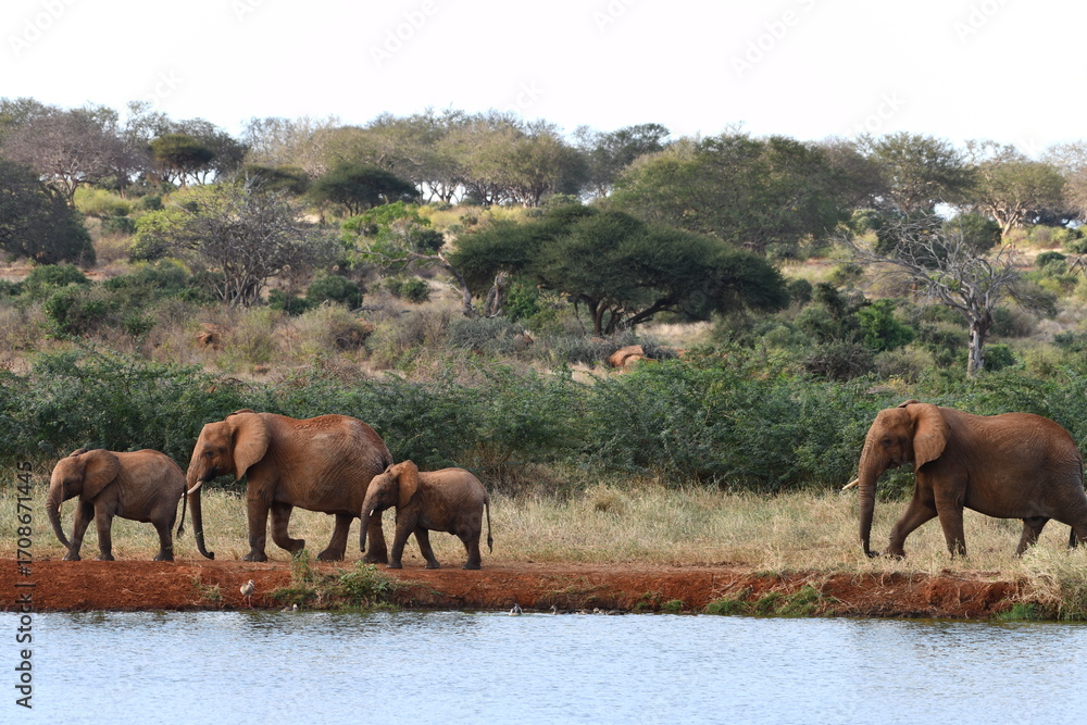 Fototapeta premium Family of elephants walks by water in African savanna