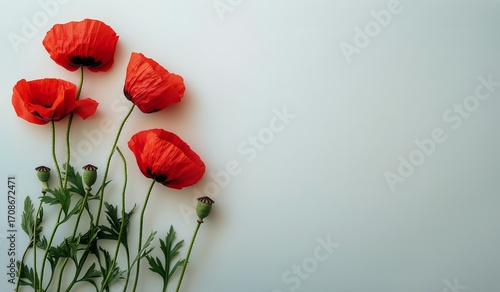 Bright Red Poppies Arranged on a Light Background Showcasing Their Vibrant Co...