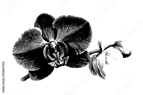 Detailed black and white engraving of an orchid flower Phalaenopsis with a skull-like shape in the center, isolated on a clean white background