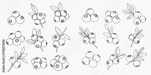 A set of hand-drawn blueberry illustrations, featuring various clusters, single berries, and branches with leaves in a black and white outline style.