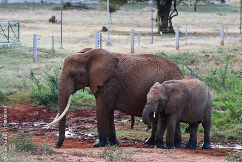 Photography Majestic elephants mother and calf roam African savanna