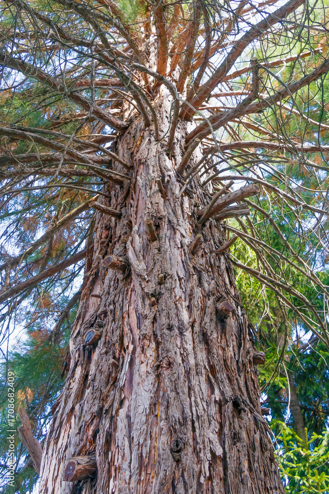 Fototapeta premium Massive old sequoia tree trunk with textured bark and sprawling branches reaching skyward in lush forest