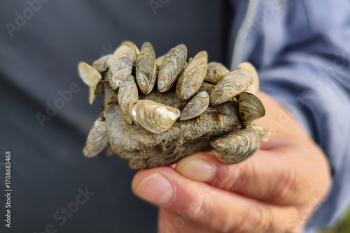 A man's hand holds a stone from Lake Möhnesee, near Arnsberg, Germany. It is covered with small mussels, the quagga mussel, Dreissena rostriformis bugensis. They attach themselves to stones with byssu