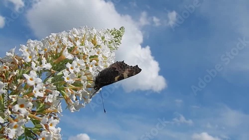 White flowers of Buddleja davidii, Summer lilac and butterfly Small tortoiseshell, Aglais urticae on sunny day with blue sky - slow motion. Topic: beauty of nature, blooming, flowering, fauna, flora